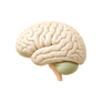 Brain