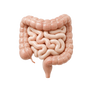 Gut