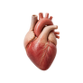 Heart
